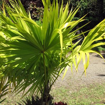 Thrinax radiata - Florida Thatch Palm
