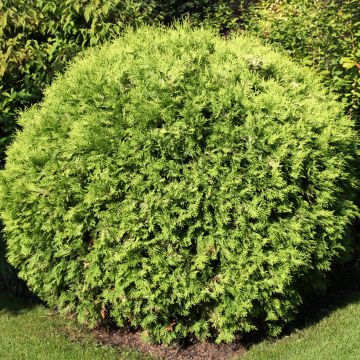 Thuja occidentalis Selena - Arborvitae