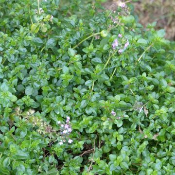 Pizza Thyme in plants