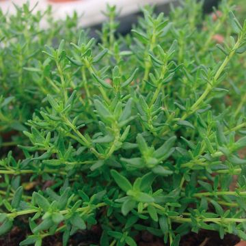 Faustinoi thyme in seedlings