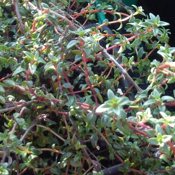 Corsican Thyme - Thymus herba-barona