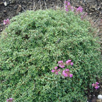 Thymus praecox Purple Beauty - Thyme