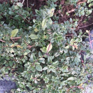 Thymus serpyllum - Ferme de Sainte Marthe seeds