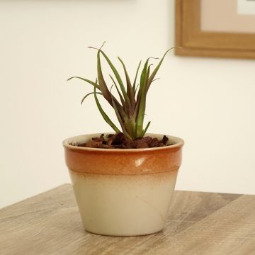 Tillandsia x Andreas - Air plant