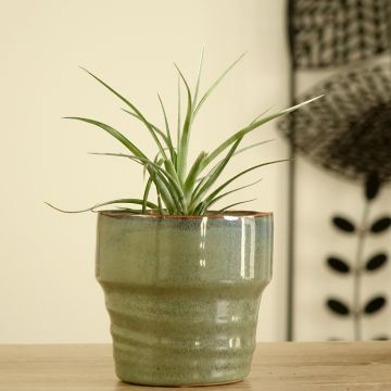 Tillandsia Mizuki - Air plant