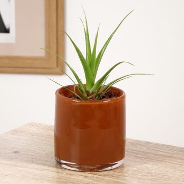 Tillandsia Naomi - Air plant