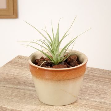 Tillandsia Samantha - Air plant