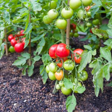 Tomato Ailsa Craig