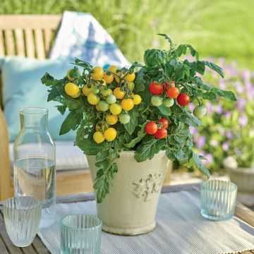 Cherry Tomato Balconi Yellow F1 Plants