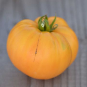 Tomato Big White Pink Stripes - Ferme de Sainte Marthe seeds
