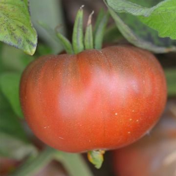 Tomato Black Sea Man - Ferme de Sainte Marthe seeds
