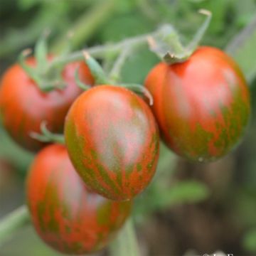Tomato Black Zebra Cocktail - Ferme de Sainte Marthe seeds