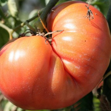 Tomato Brandywine - Ferme de Sainte Marthe seeds