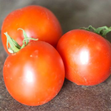 Tomato Budaï Torpe - Ferme de Sainte Marthe seeds