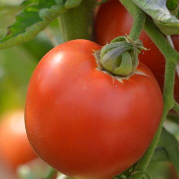 Tomato Burpee Delicious - Ferme de Sainte Marthe seeds