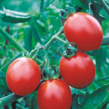 Tomato Lily of the Valley - Ferme de Sainte Marthe seeds