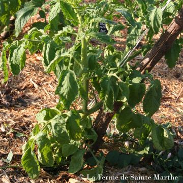 Chile Verde Organic Tomato - Ferme de Sainte Marthe seeds