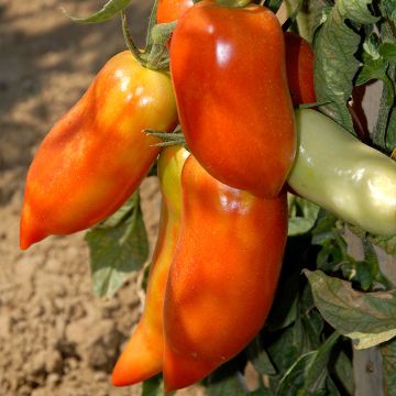 Tomato Cornabel F1 Plants