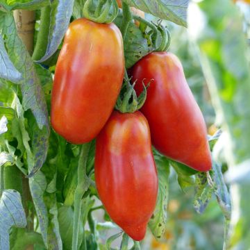 Tomato Grafted plants of Andes Horned  or Andine Cornue