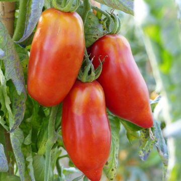 Tomato Andean Horned