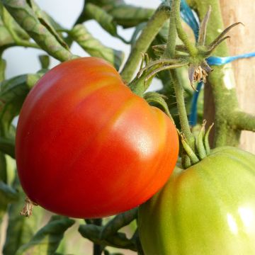 Cuor di Bue Tomato in plants - Beefsteak