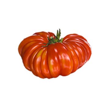 Delizia F1 Tomato