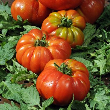 Tomato Delizia F1 plants