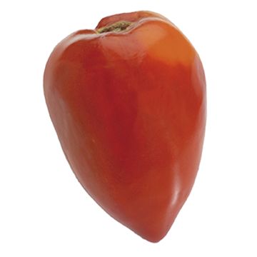 Tomato Fleurette F1 Plants