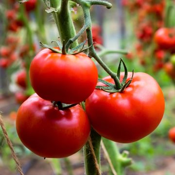 Tomato Fournaise F1 seeds