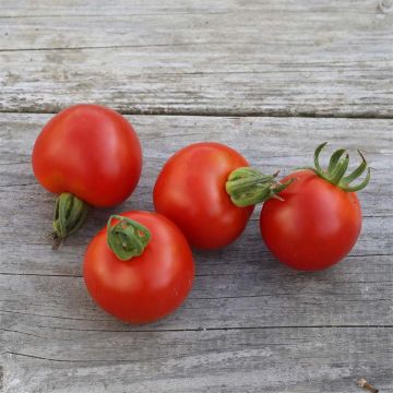 Gloire de Versailles Untreated Tomato - Ferme de Sainte Marthe seeds