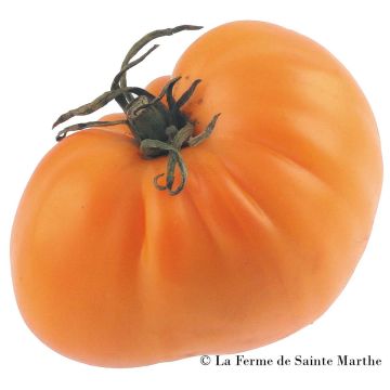 Golden Jubilee Organic Tomato - Ferme de Sainte Marthe