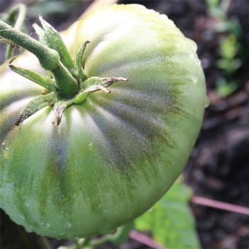 Green Pineapple Organic Tomato - Ferme de Sainte Marthe seeds