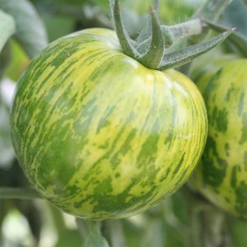 Green Zebra Organic Tomato - Ferme de Sainte Marthe seeds