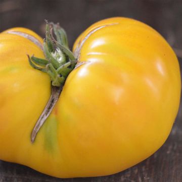Huge Lemon Oxheart Organic Tomato - Ferme de Sainte Marthe seeds