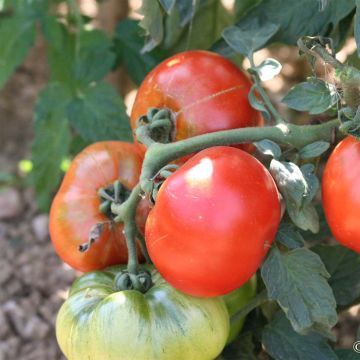 Gioia della mensa Organic Tomato - Ferme de Sainte Marthe seeds