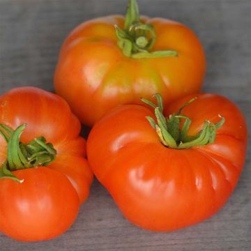 Oaxacan Jewel Organic Tomato - Ferme de Sainte Marthe seeds