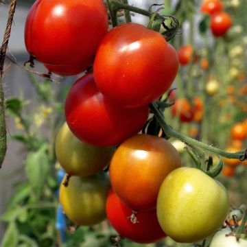 Karos Organic Tomato - Ferme de Sainte Marthe seeds