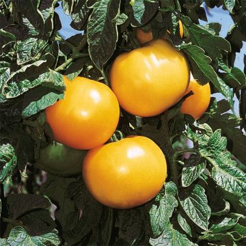 Tomato Lemon Boy F1 Yellow
