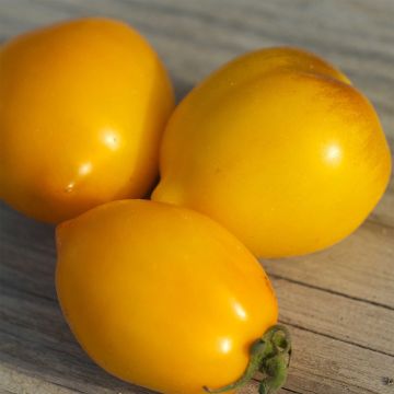 Lemon Tree Organic Tomato - Ferme de Sainte Marthe seeds