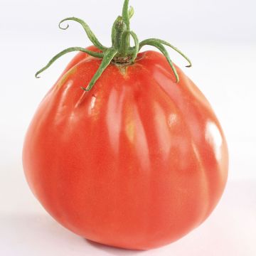Tomato Borsalina F1 plants