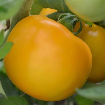Manyel Organic Tomato - Ferme de Sainte Marthe seeds
