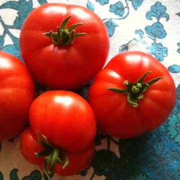 Tomato Marmande Seedlings