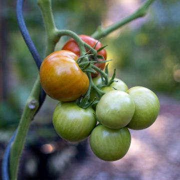 Tomato Matina organic seeds