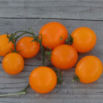 Mini Orange Organic Tomato - Ferme de Sainte Marthe seeds