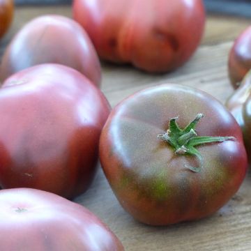 Tomato Crimean Black plants