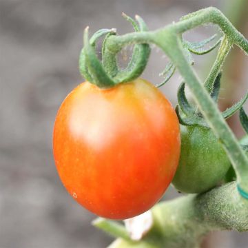 Olirose Organic Tomato - Ferme de Sainte Marthe seeds