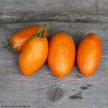 Solanum lycopersicum 'Orange Banana'