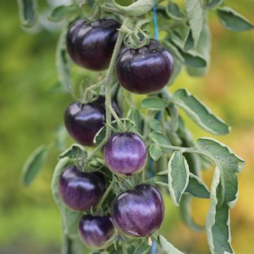 Osu Blue P20 Untreated Tomato - Ferme de Sainte Marthe seeds