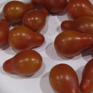 Red Pear Tomato
