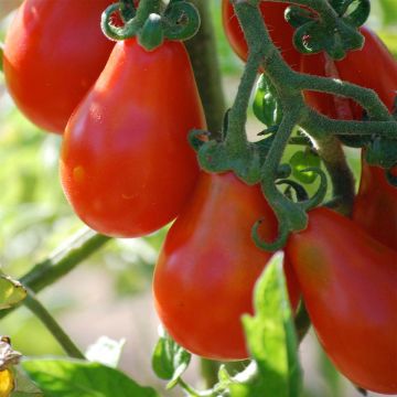 Red Pear Organic Tomato - Ferme de Sainte Marthe seeds